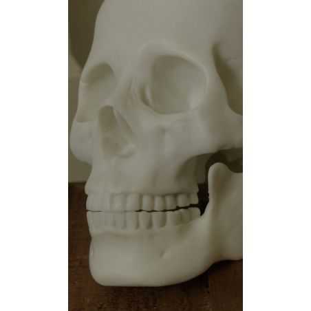 Skeleton Skull Head Unique Gifts Smithers of Stamford £48.00 